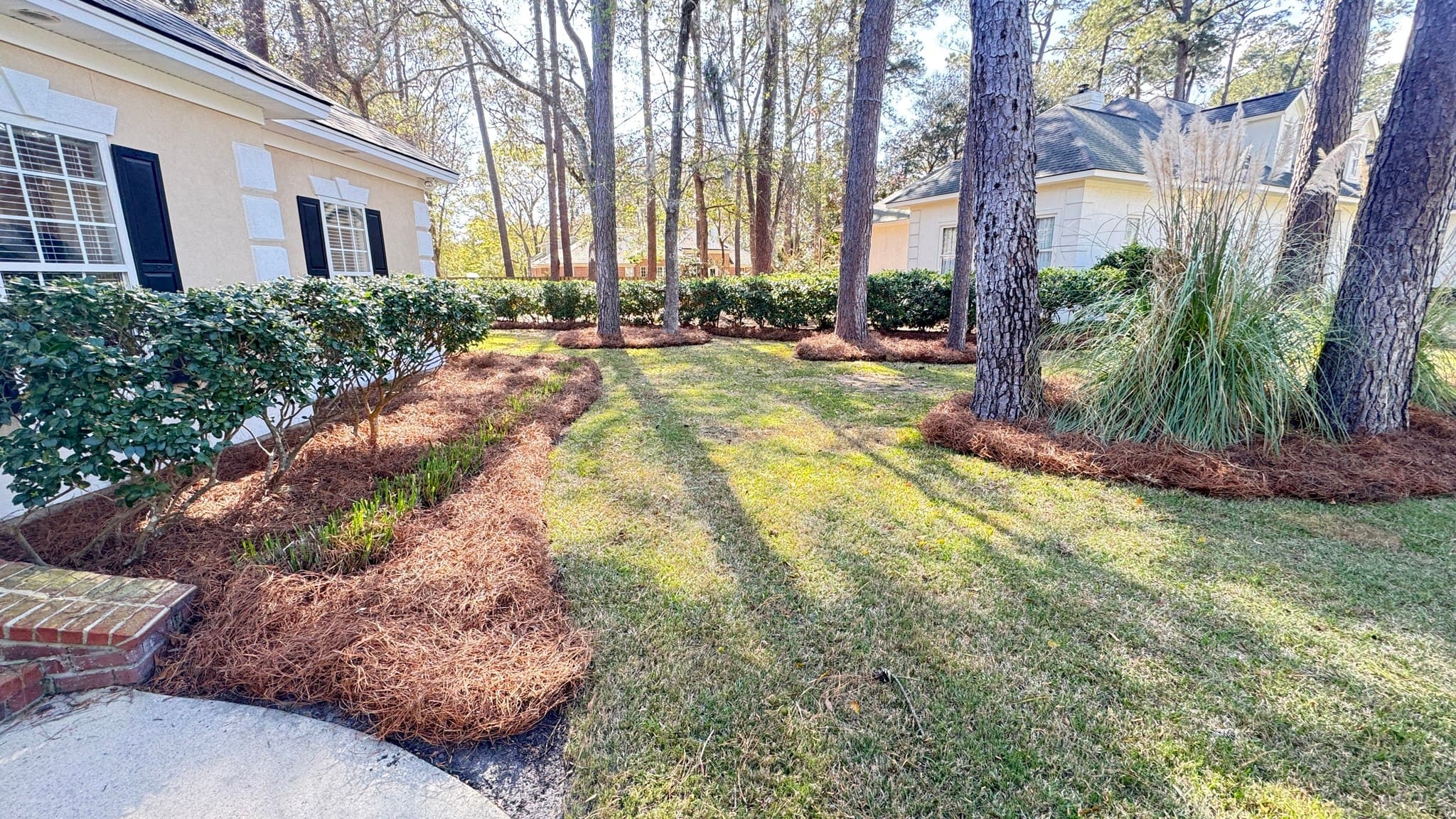 Tree Service in Chatham County, GA
